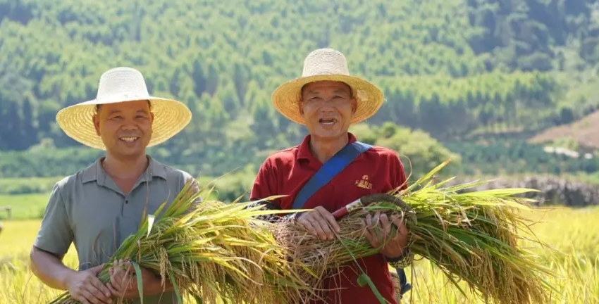 Rice Ears Fragrance Fills the Countryside of Southern China in July