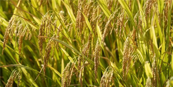 Rice Ears Fragrance Fills the Countryside of Southern China in July(pic1)