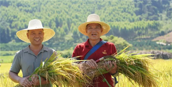 Rice Ears Fragrance Fills the Countryside of Southern China in July(pic2)