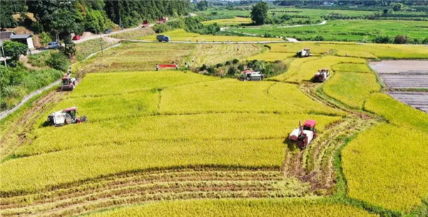 Rice Ears Fragrance Fills the Countryside of Southern China in July(pic3)