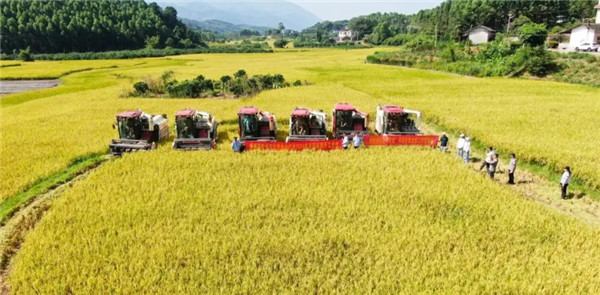 Rice Ears Fragrance Fills the Countryside of Southern China in July(pic4)