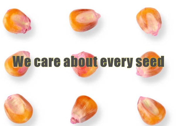 Large Automatic Corn Seeds Thresher for Commercial Use(pic1)