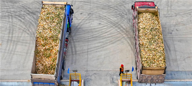 UGOOD Group Supports Fully Automated Corn Seed Production in Zhangye Gansu(pic2) UGOOD Group Supports Fully Automated Corn Seed Production in Zhangye Gansu(pic2)