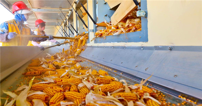 UGOOD Group Supports Fully Automated Corn Seed Production in Zhangye Gansu(pic3) UGOOD Group Supports Fully Automated Corn Seed Production in Zhangye Gansu(pic3)