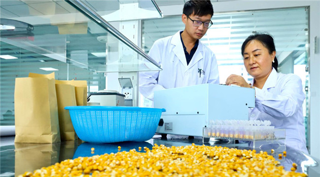 UGOOD Group Supports Fully Automated Corn Seed Production in Zhangye Gansu(pic4) UGOOD Group Supports Fully Automated Corn Seed Production in Zhangye Gansu(pic4)