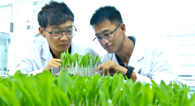 UGOOD Group Supports Fully Automated Corn Seed Production in Zhangye Gansu(pic5) UGOOD Group Supports Fully Automated Corn Seed Production in Zhangye Gansu(pic5)