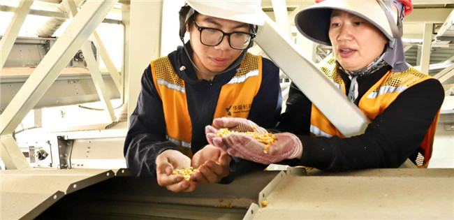 UGOOD Group Supports Fully Automated Corn Seed Production in Zhangye Gansu(pic6) UGOOD Group Supports Fully Automated Corn Seed Production in Zhangye Gansu(pic6)