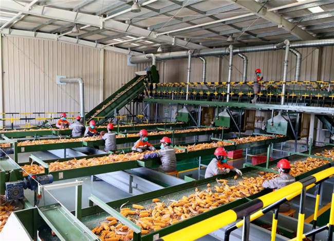Ugood seed production line has begun operation in Linze County.(pic5) Ugood Seed Production Line Has Begun Operation in Linze County(pic5)