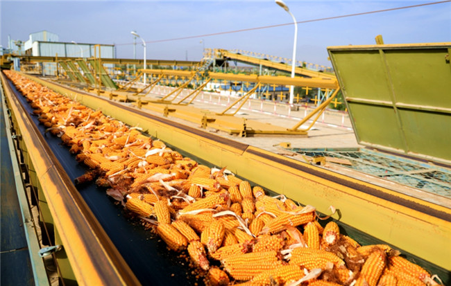 Ugood seed production line has begun operation in Linze County.(pic6) Ugood Seed Production Line Has Begun Operation in Linze County(pic6)